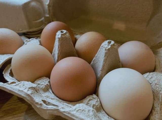 🥚ペコタペコタの卵のひみつ