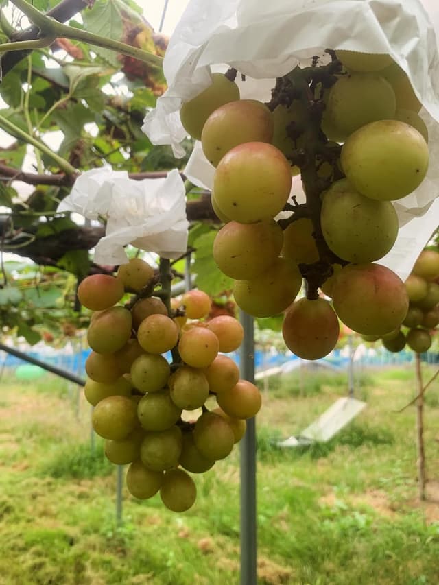 🍇✨超希少な自然栽培ぶどうのカプレーゼ✨🍴